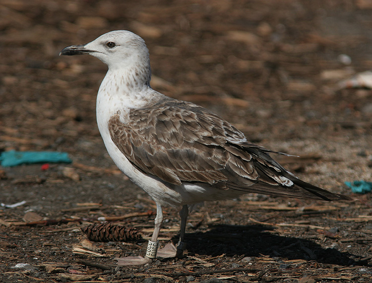 Larus fuscus