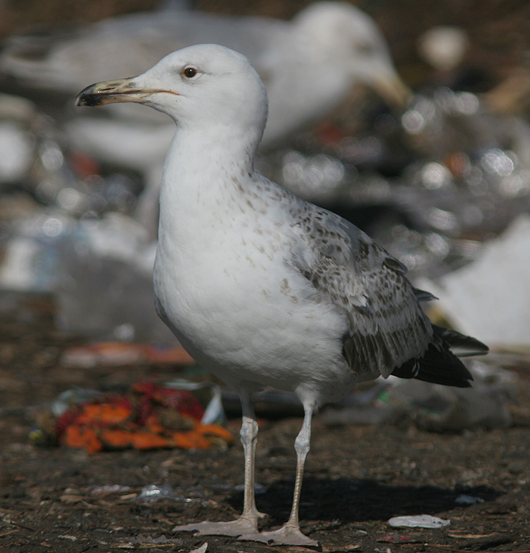 Larus cachinnans