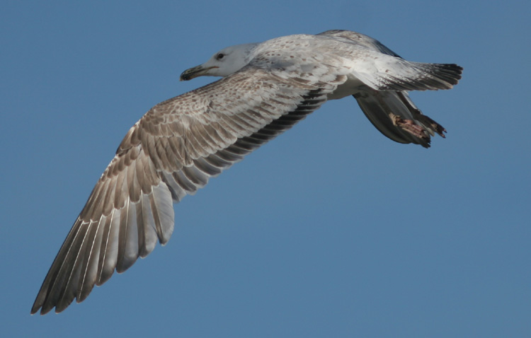 Larus cachinnans