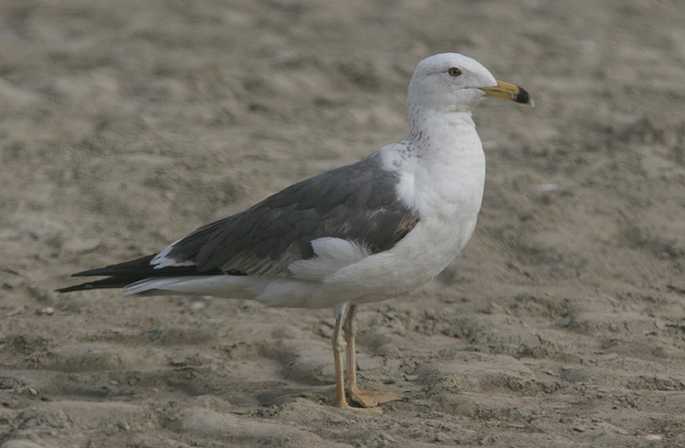 Larus f. heuglini