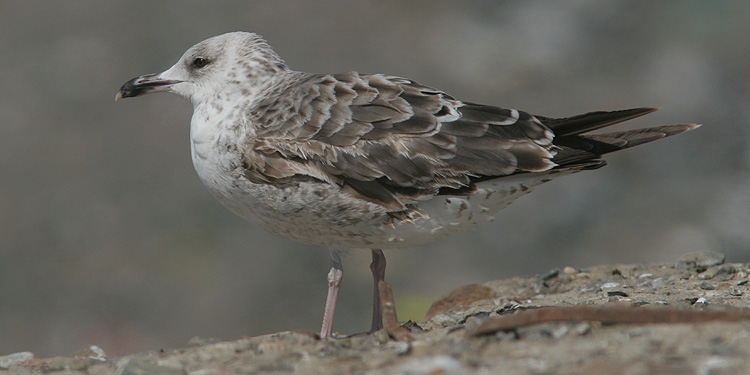Larus fuscus