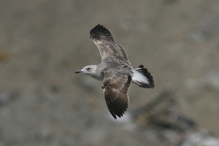 Larus fuscus