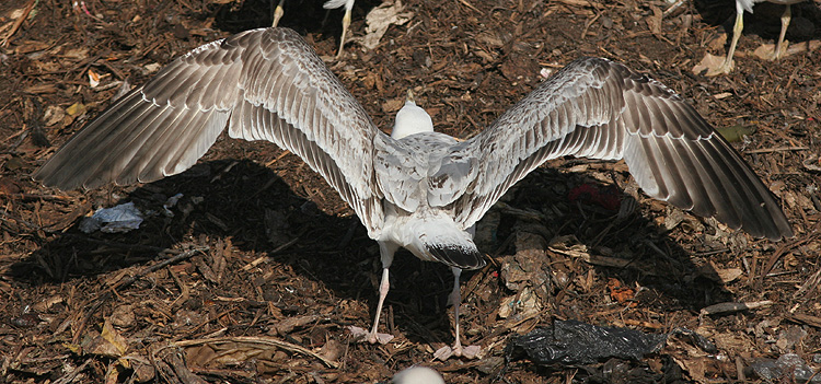 Larus cachinnans