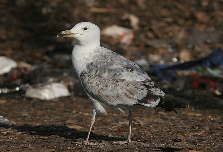 Larus cachinnans
