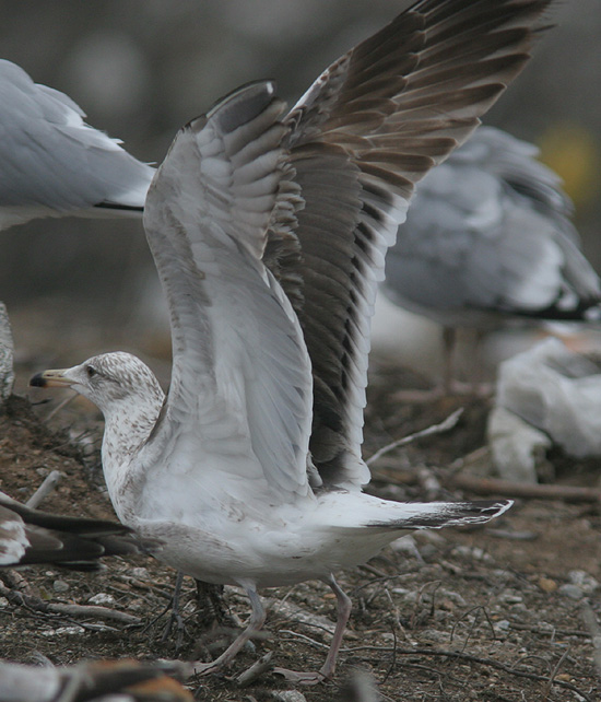 Larus (f.) heuglini
