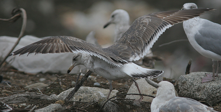 Larus (f.) heuglini