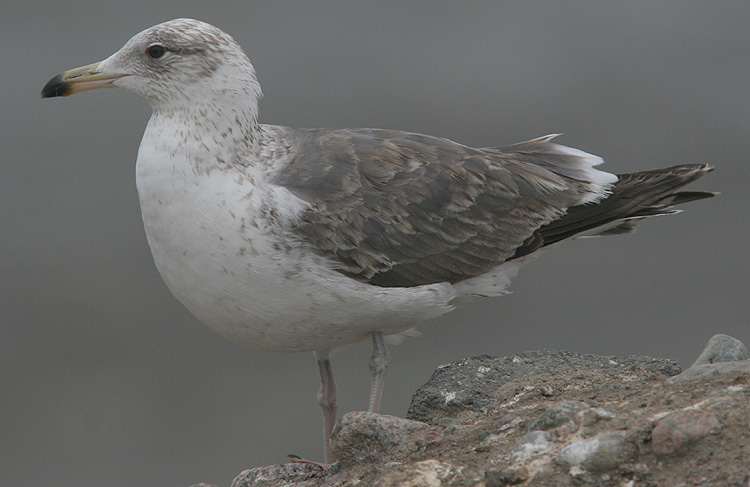 Larus (f.) heuglini