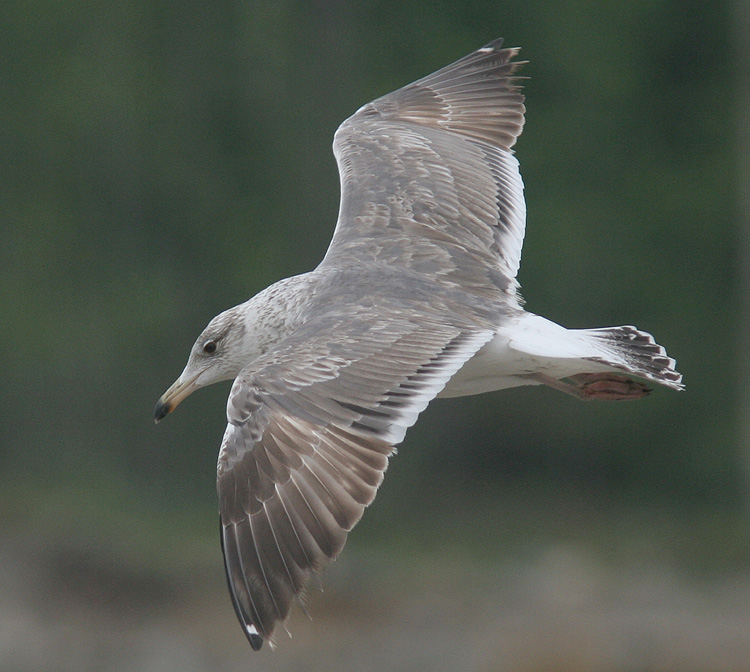 Larus (f.) heuglini