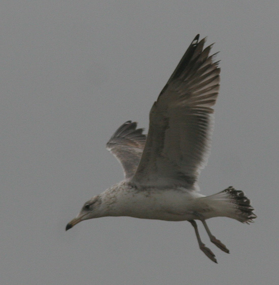 Larus (f.) heuglini