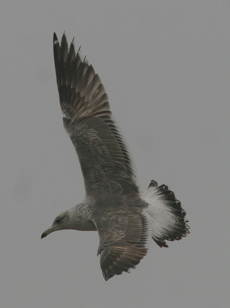 Larus (f.) heuglini