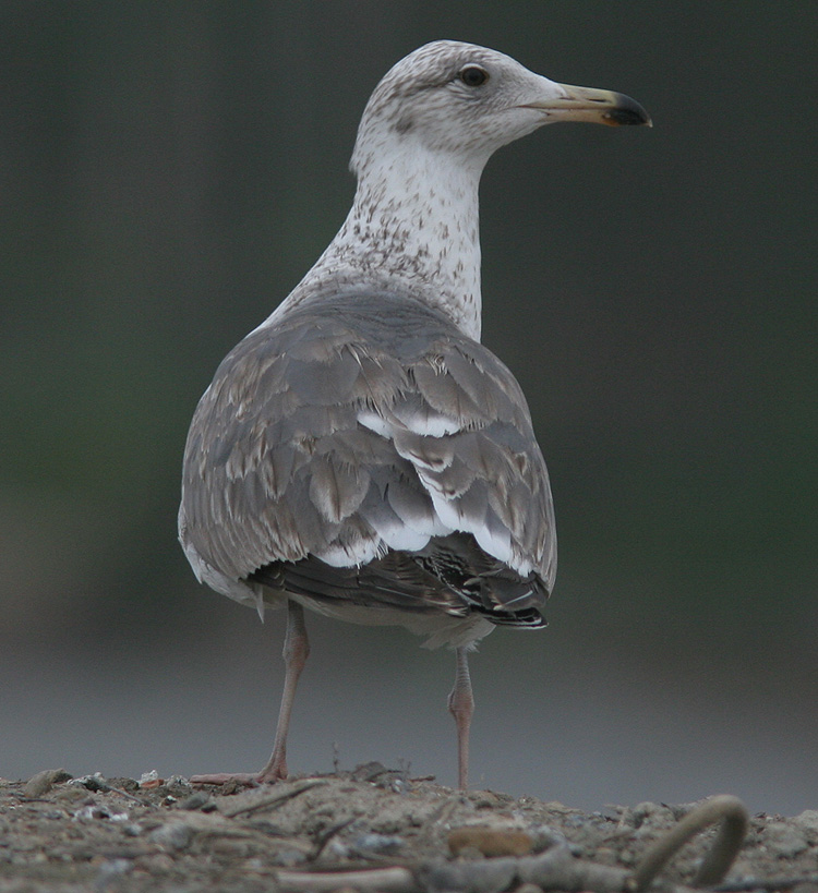 Larus (f.) heuglini