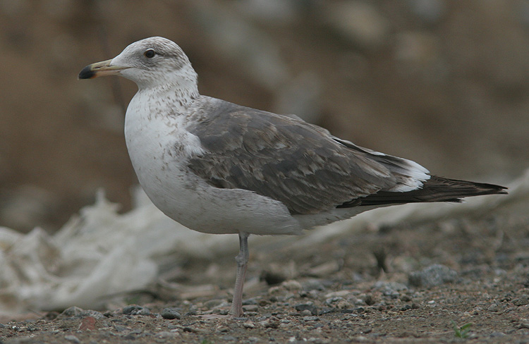 Larus (f.) heuglini