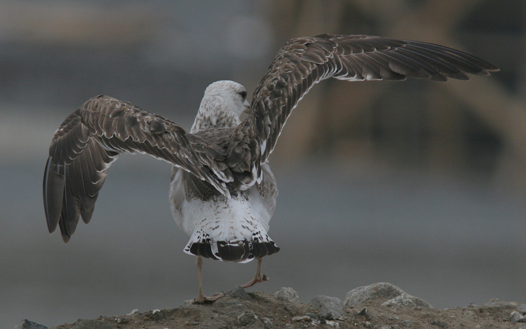 Larus fuscus