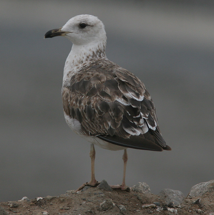Larus fuscus