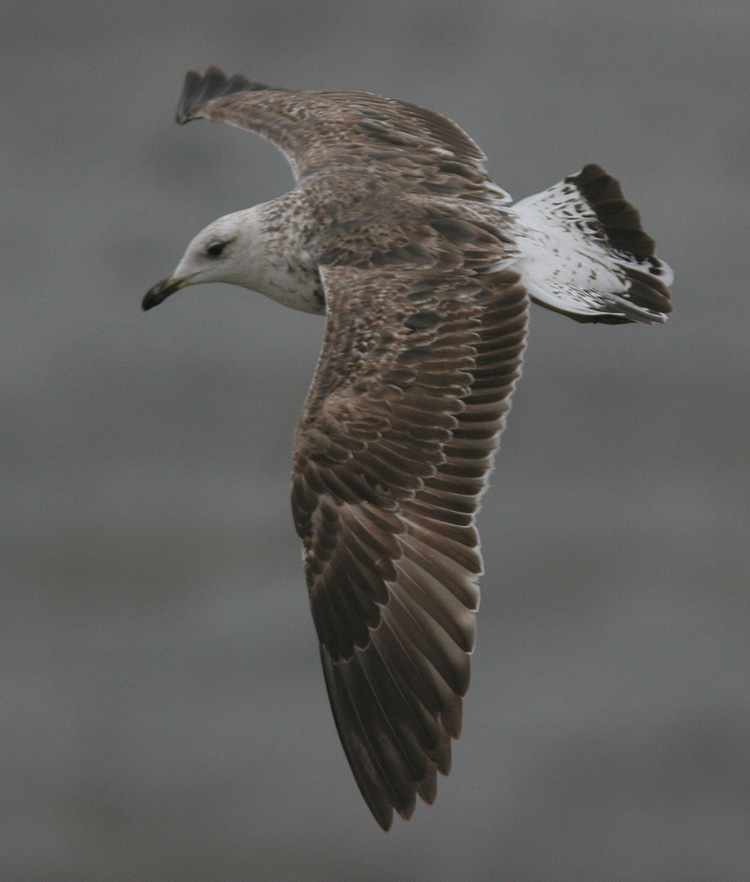 Larus fuscus