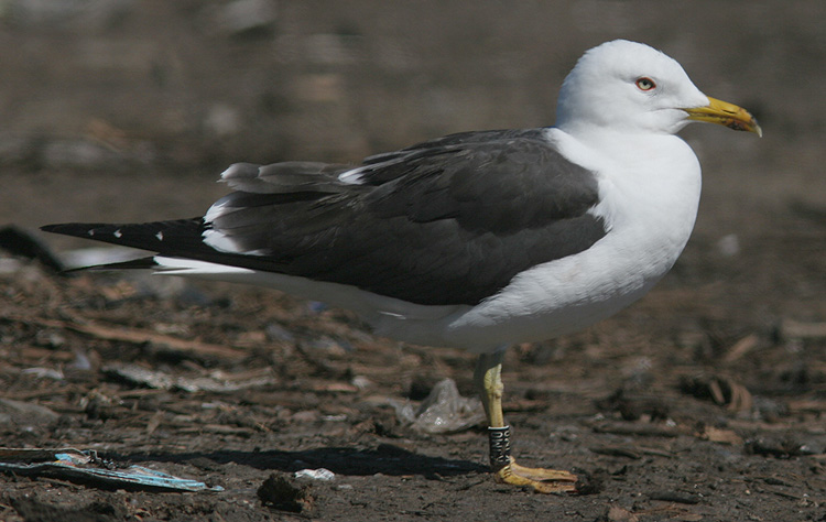 Larus fuscus