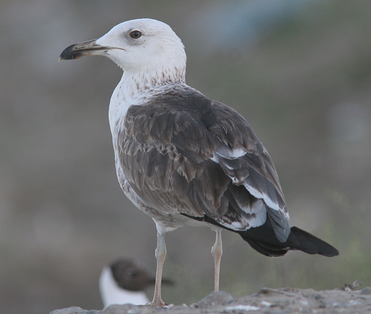 Larus fuscus