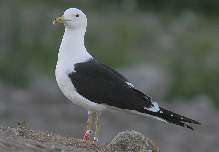 Larus fuscus