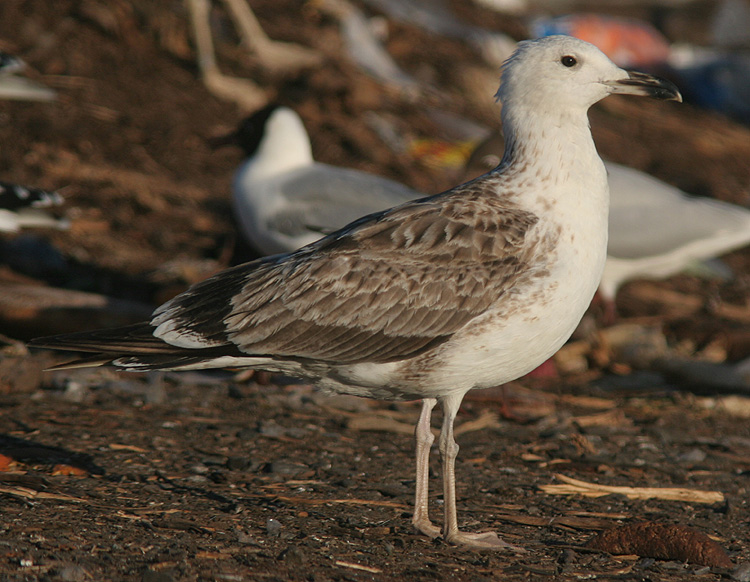 Larus (f.) heuglini