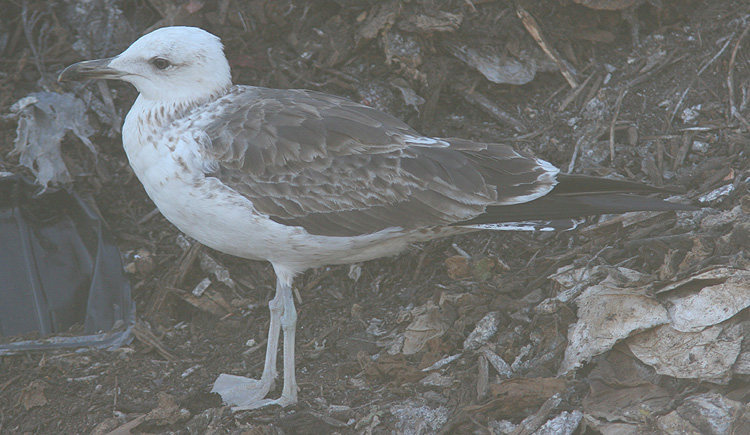 Larus fuscus