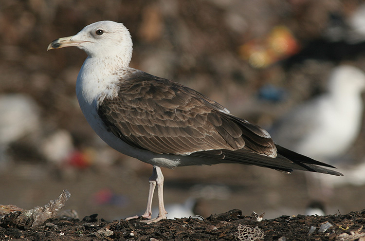 Larus fuscus