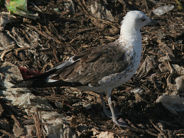 Larus fuscus