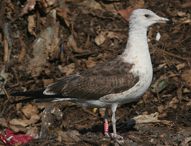 Larus fuscus