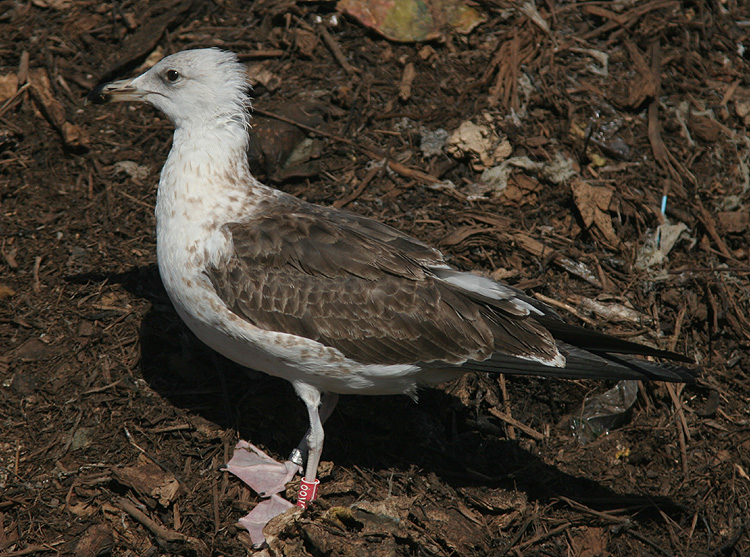 Larus fuscus