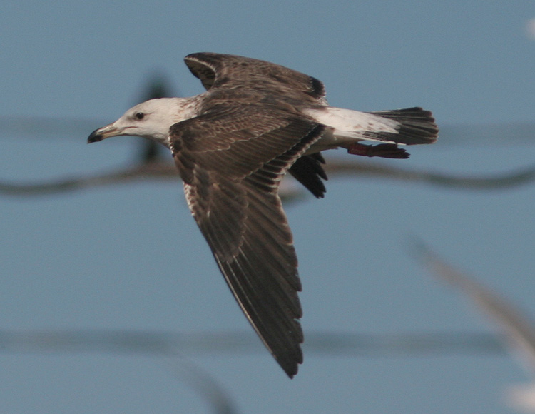 Larus fuscus
