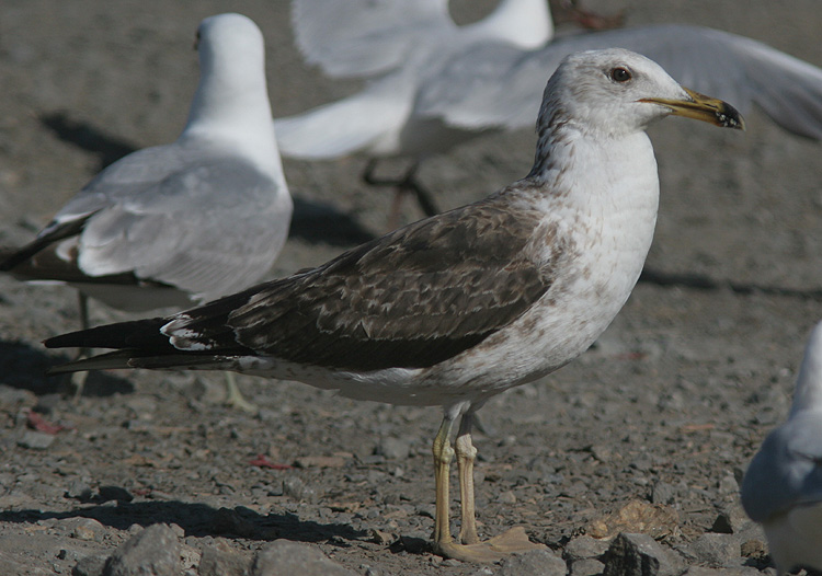 Larus fuscus