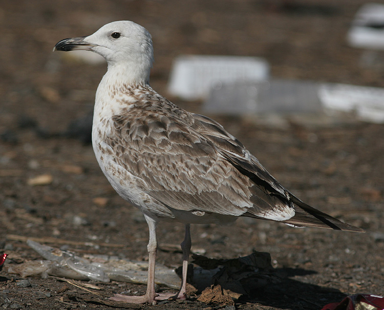 Larus (f.) heuglini