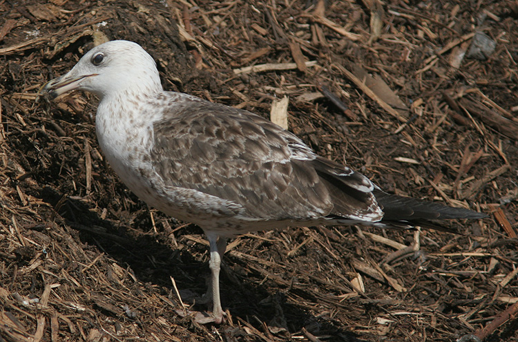 Larus fuscus