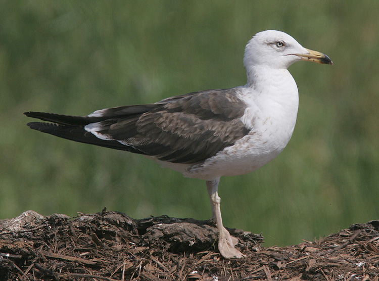 Larus fuscus