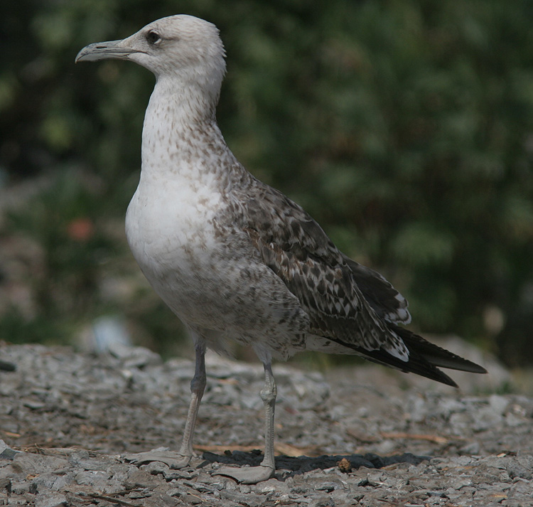 Larus fuscus