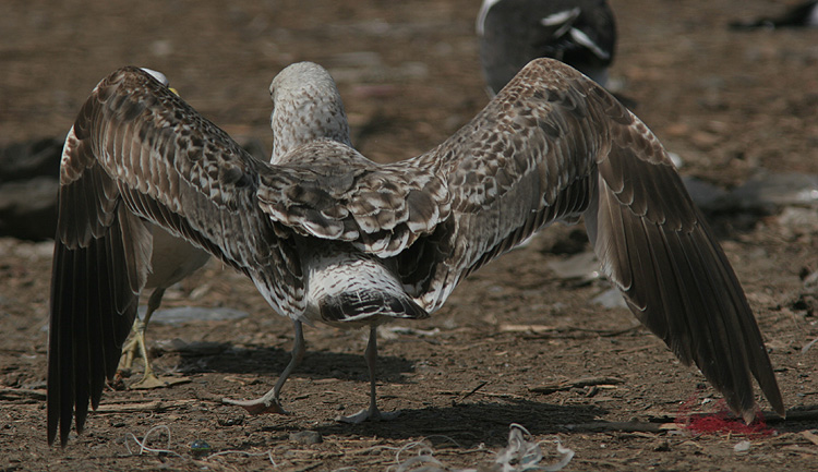 Larus fuscus