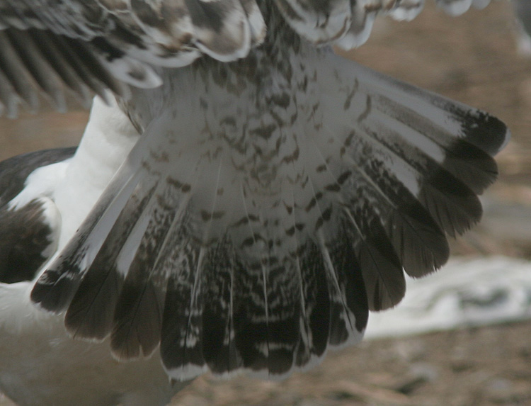 Larus fuscus