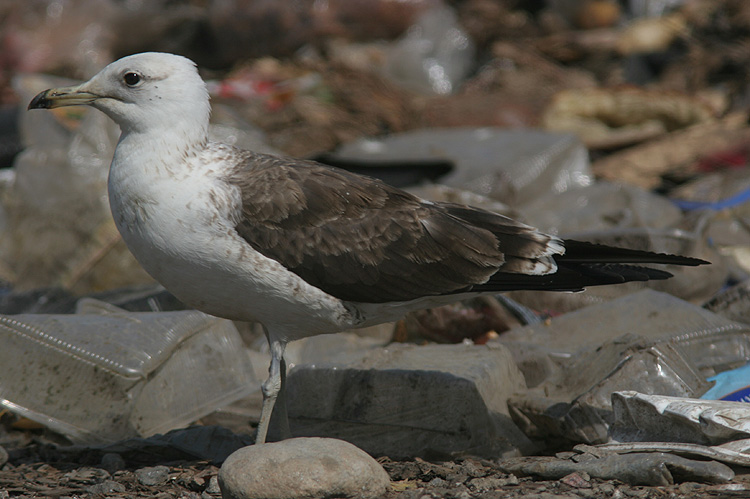 Larus fuscus