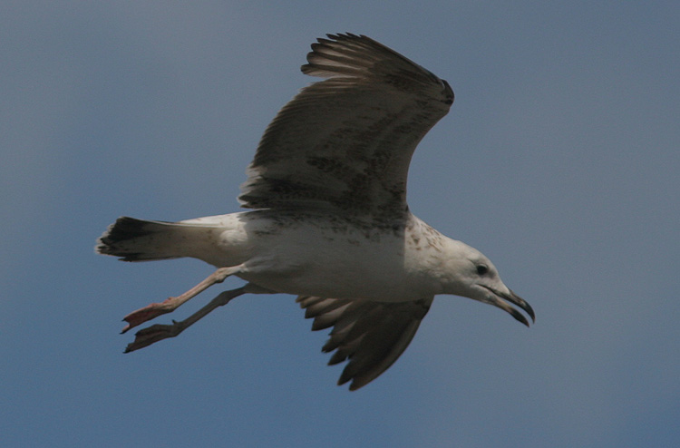Larus (f.) heuglini