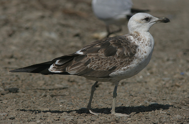 Larus fuscus