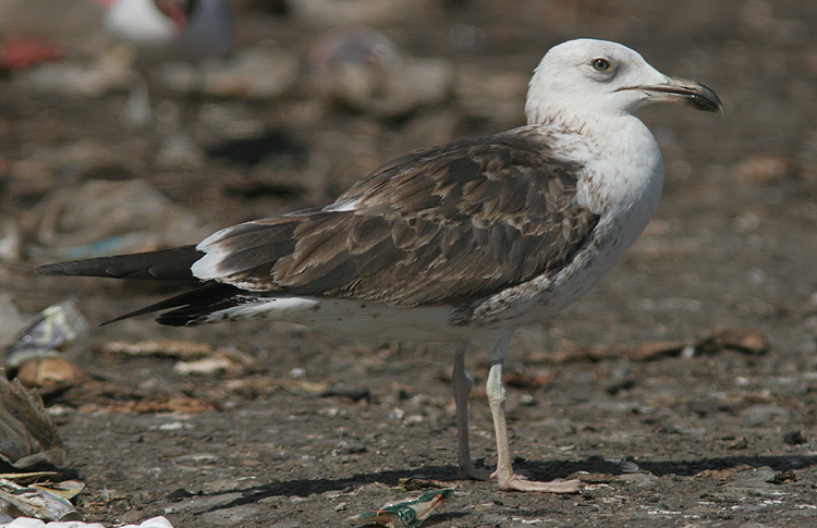 Larus fuscus