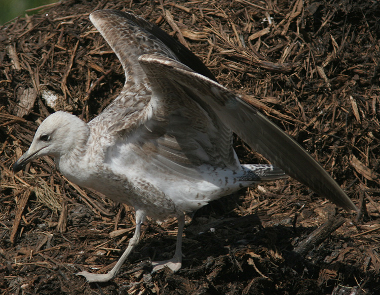 Larus fuscus