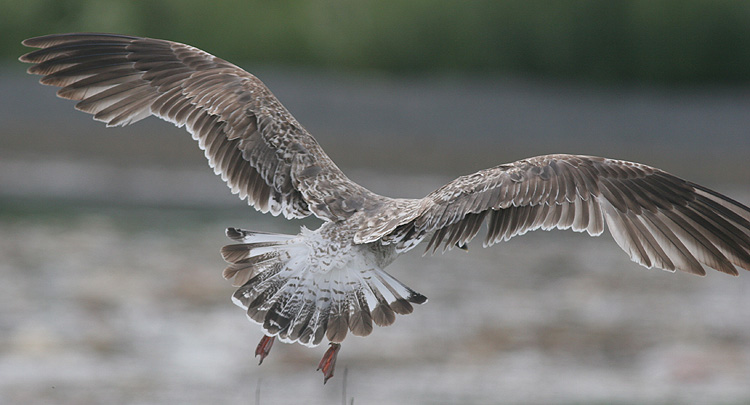 Larus fuscus