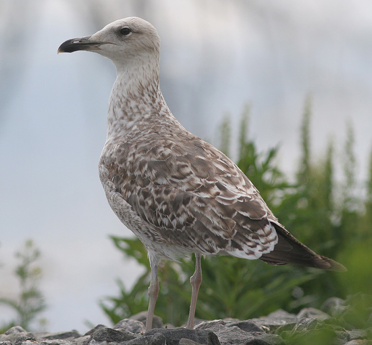Larus fuscus