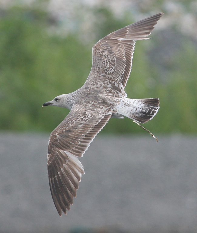 Larus fuscus