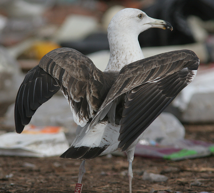 Larus fuscus