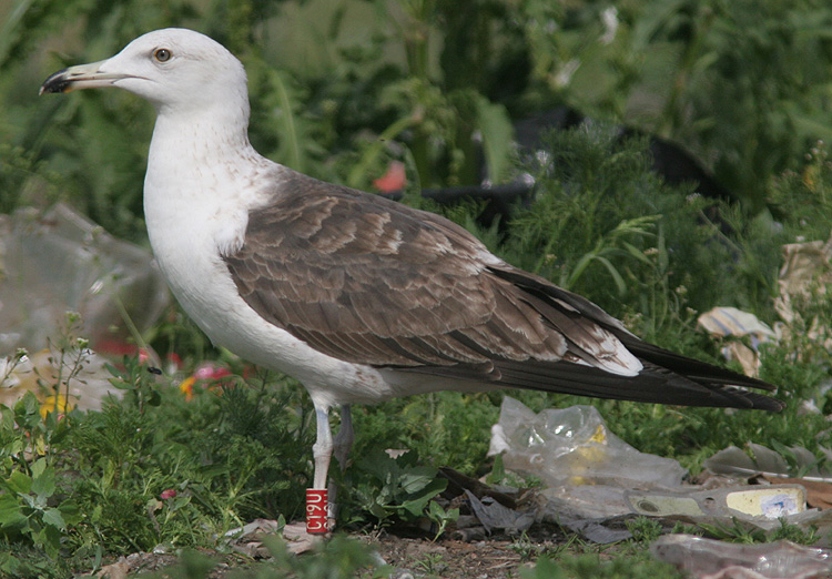 Larus fuscus