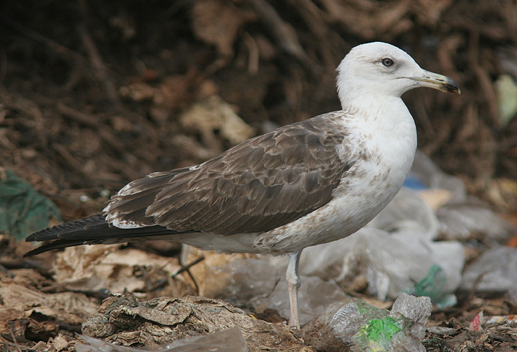 Larus fuscus