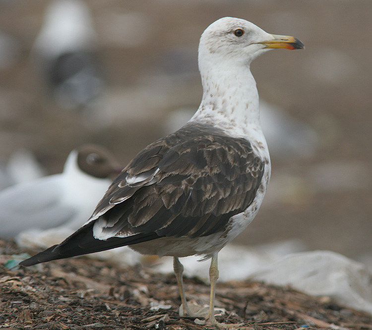 Larus fuscus
