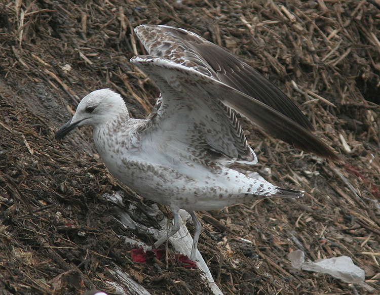 Larus fuscus of unknown subspecies