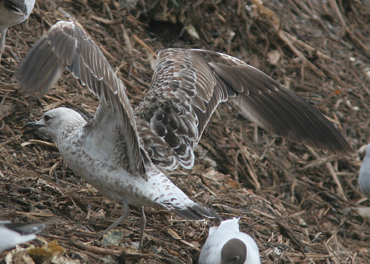 Larus fuscus of unknown subspecies